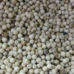 岗椒厂家 批发商 价格表