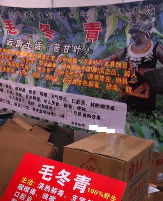 毛冬青批发与预包装食品供应 苦甘叶、万承叶的专业选择