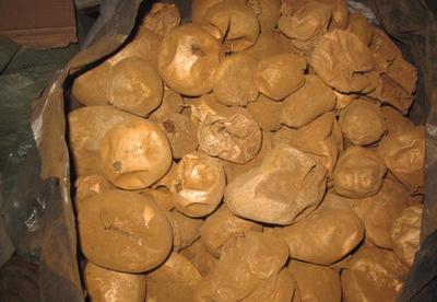 东北马勃 灰马勃 野生资源 黑龙江省 数量稀少